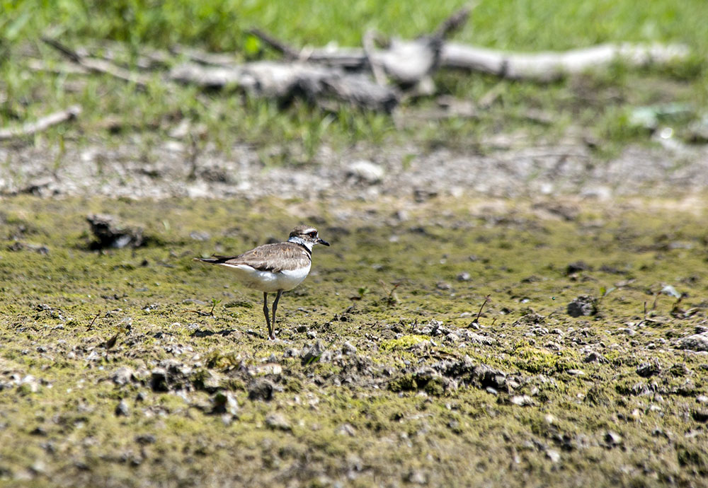 A spotted sandpiper.