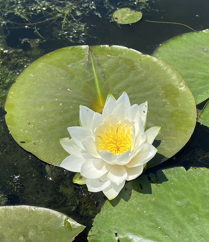 A water lily in bloom.