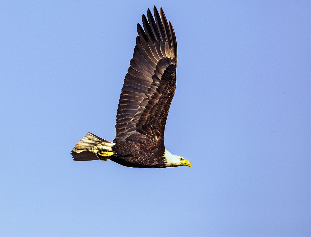 A bald eagle soars over Lincoln Park.