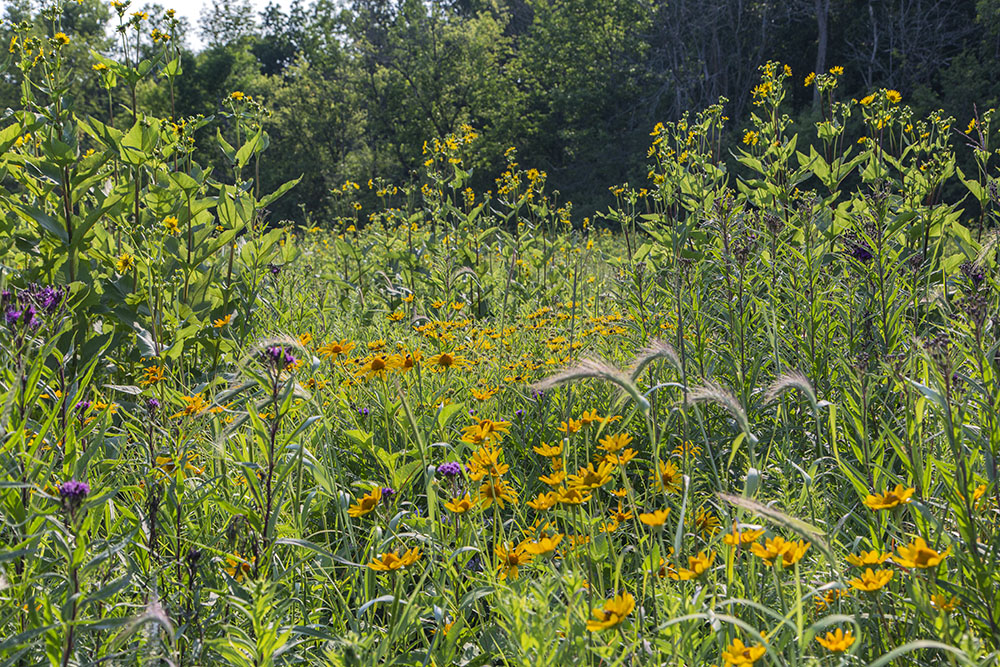 A bouquet of prairie flowers along the Healing Nature Trail.