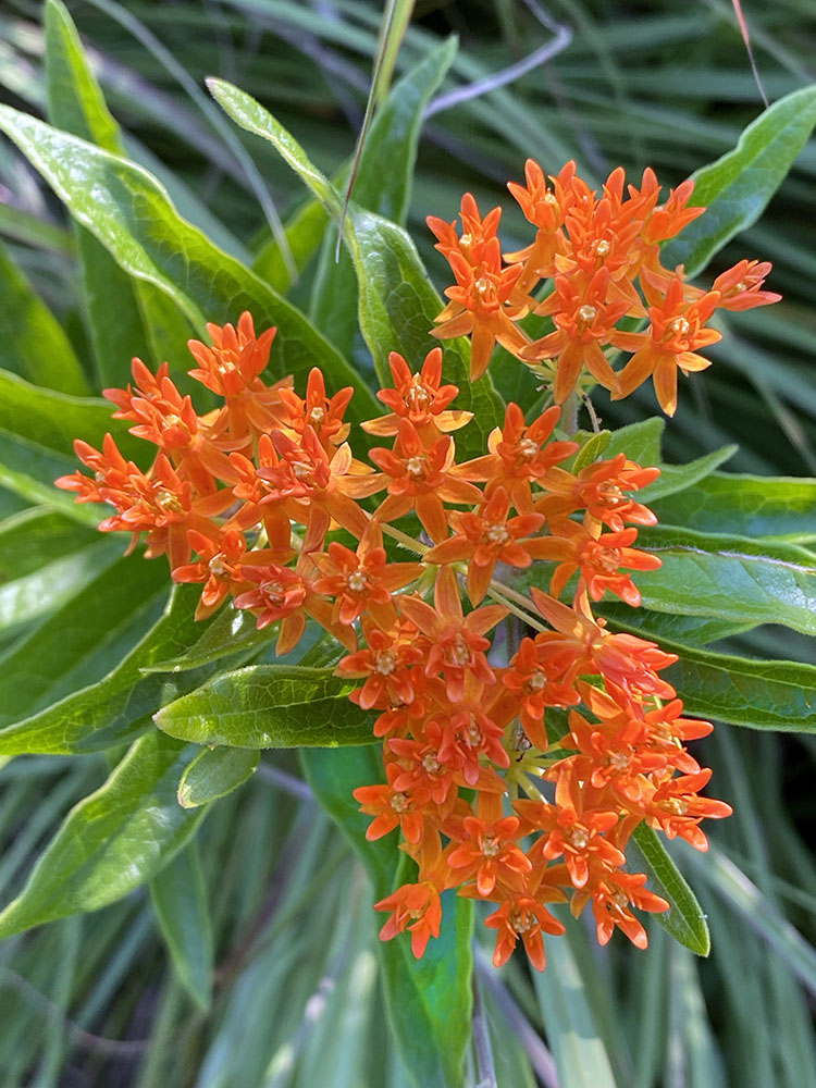 Butterfly weed in bloom along the trail.