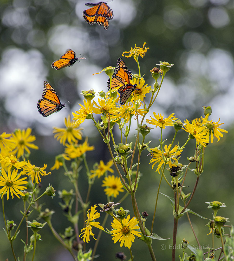 Monarch butterflies on rosinweed flowers in Turtle Park.