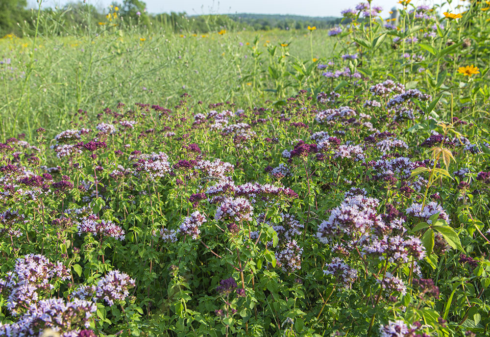 A patch of oregano 