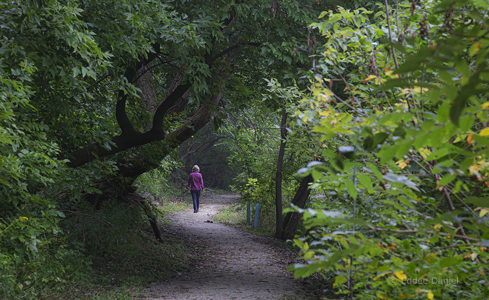 A solitary hiker on the East Bank Trail in the Rotary Centennial Arboretum.