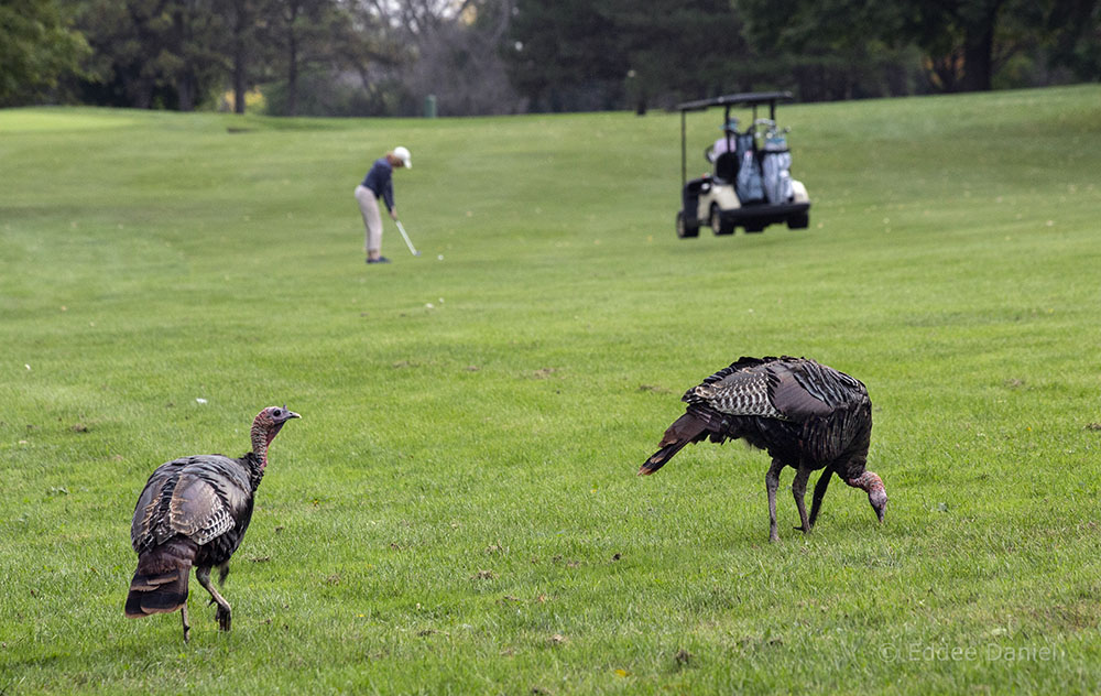 Wild turkeys on the fairway at Lincoln Park golf course.