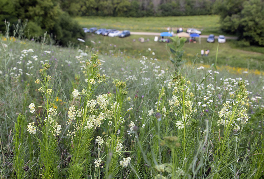 Whorled milkweed blossoms on the hillside above the open house tents.