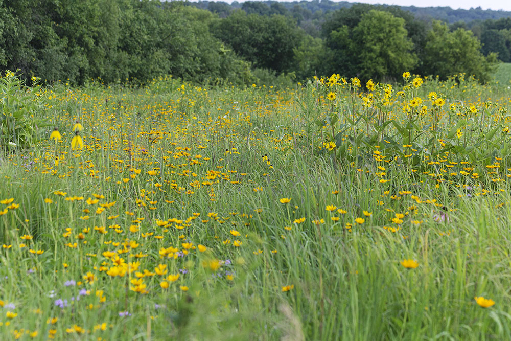 The prairie ablaze with a variety of yellow wildflowers.