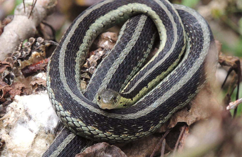 Butler's garter snake.