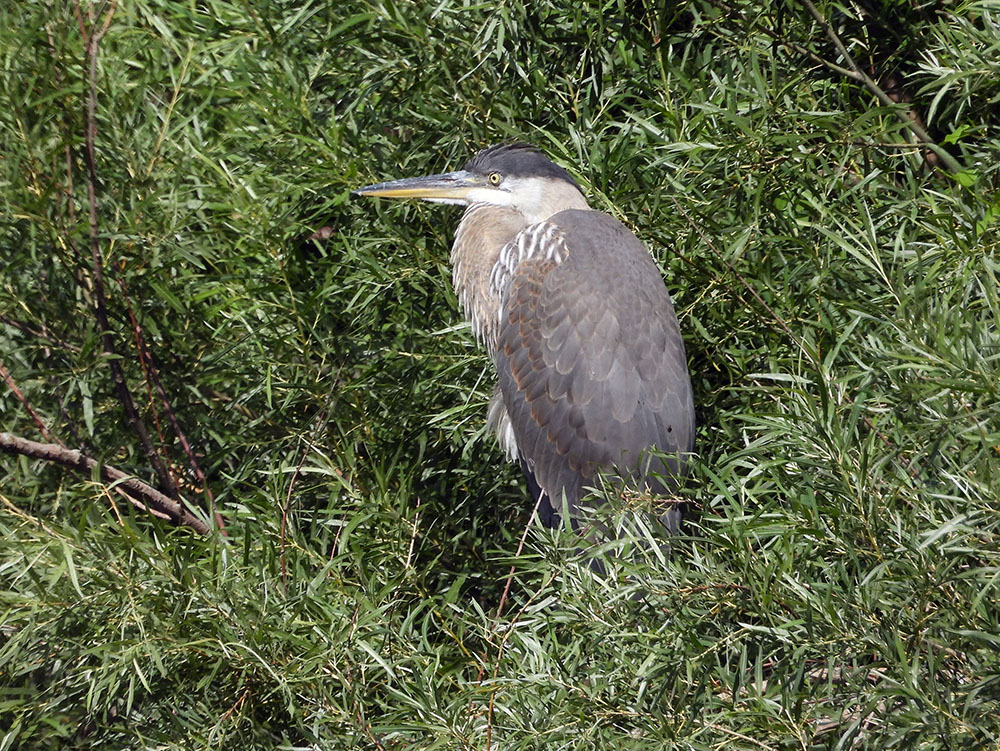 Great blue heron.