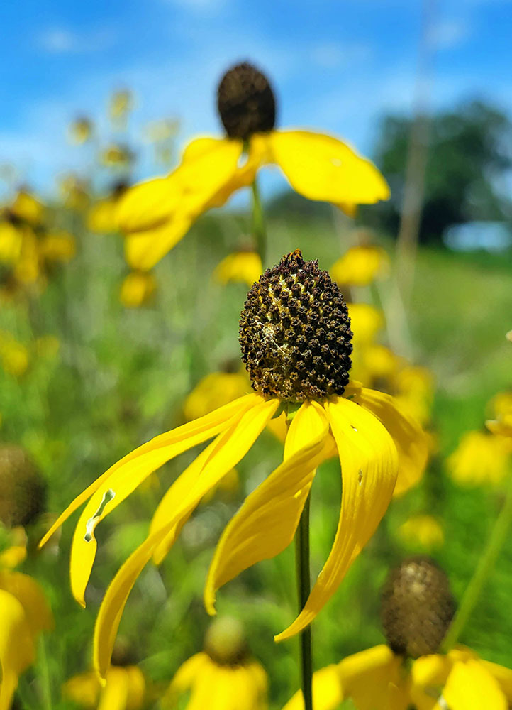 Grey-headed coneflowers