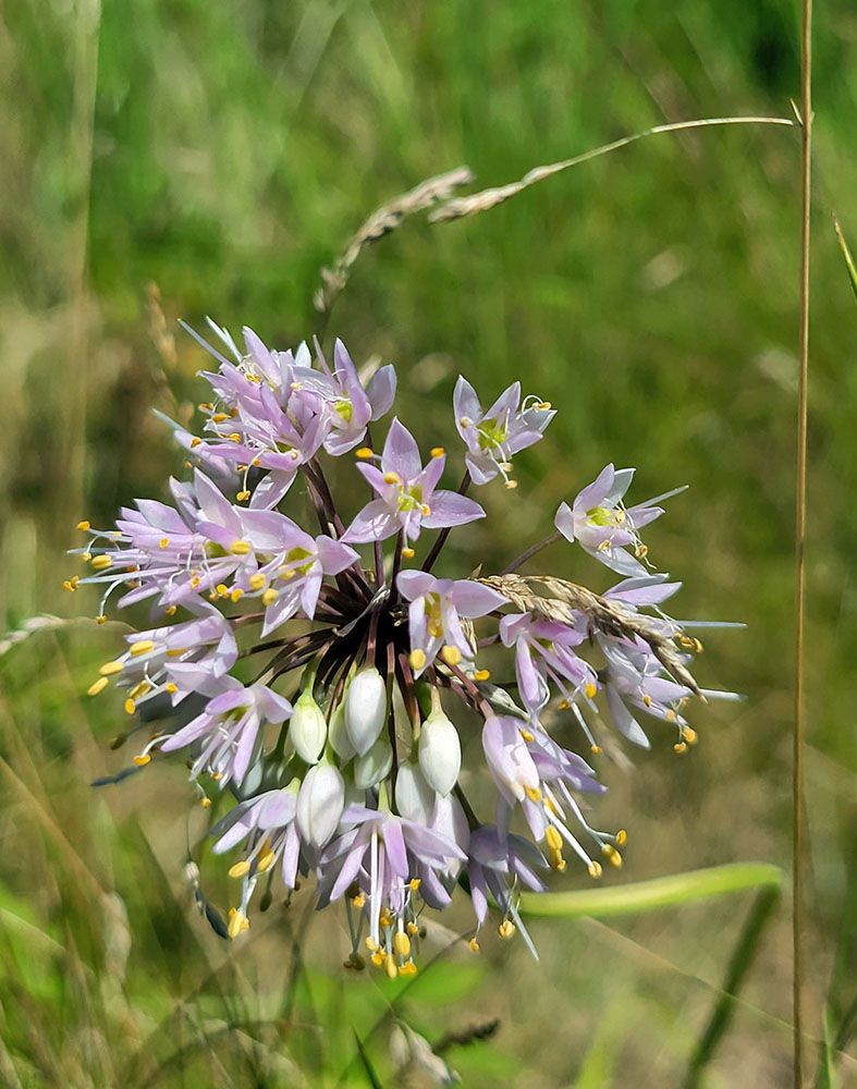 Nodding onion blossom.