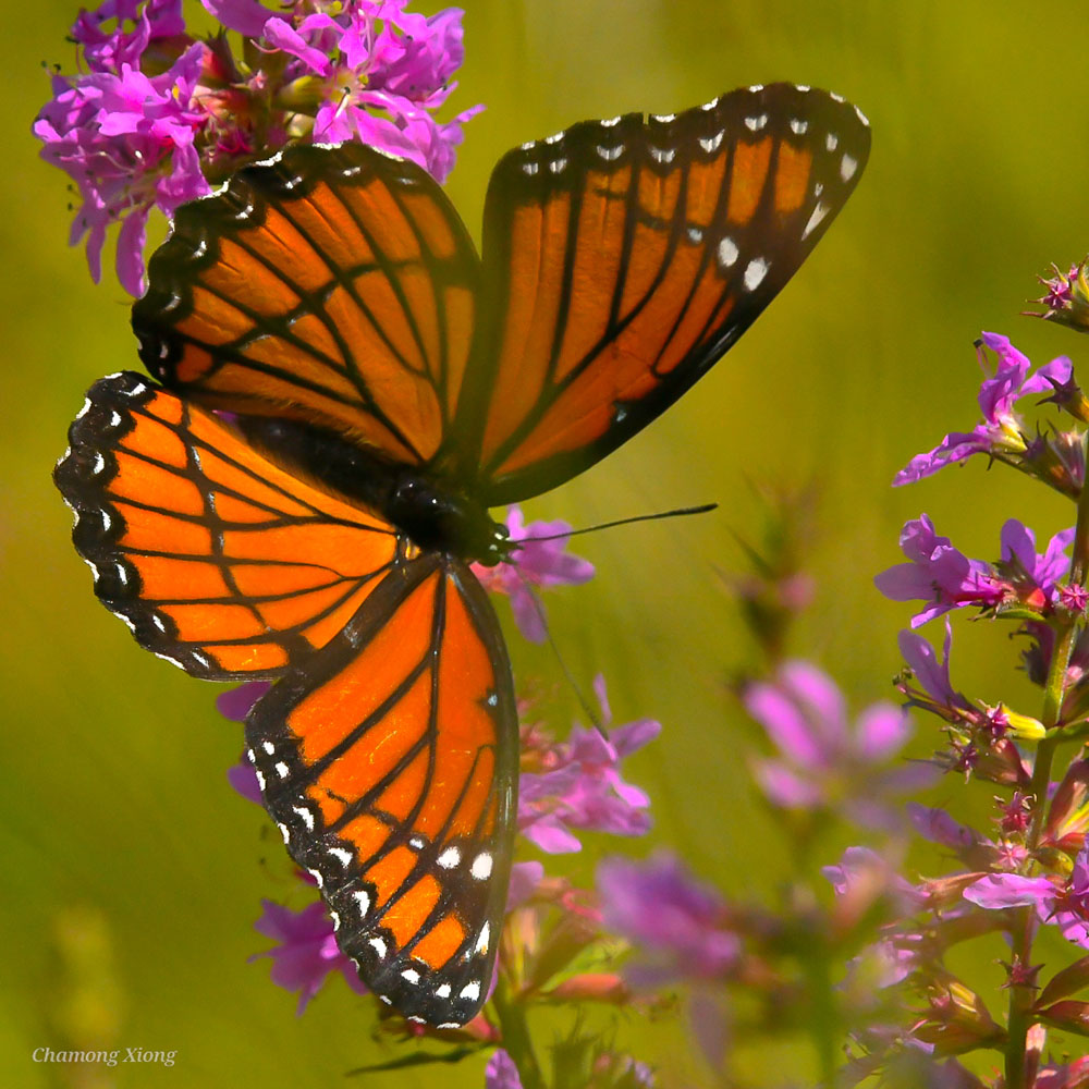 Monarch butterfly