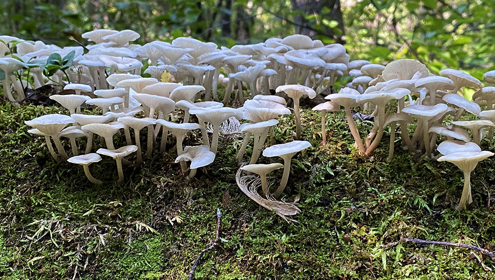 mushrooms on log at Highland Woods