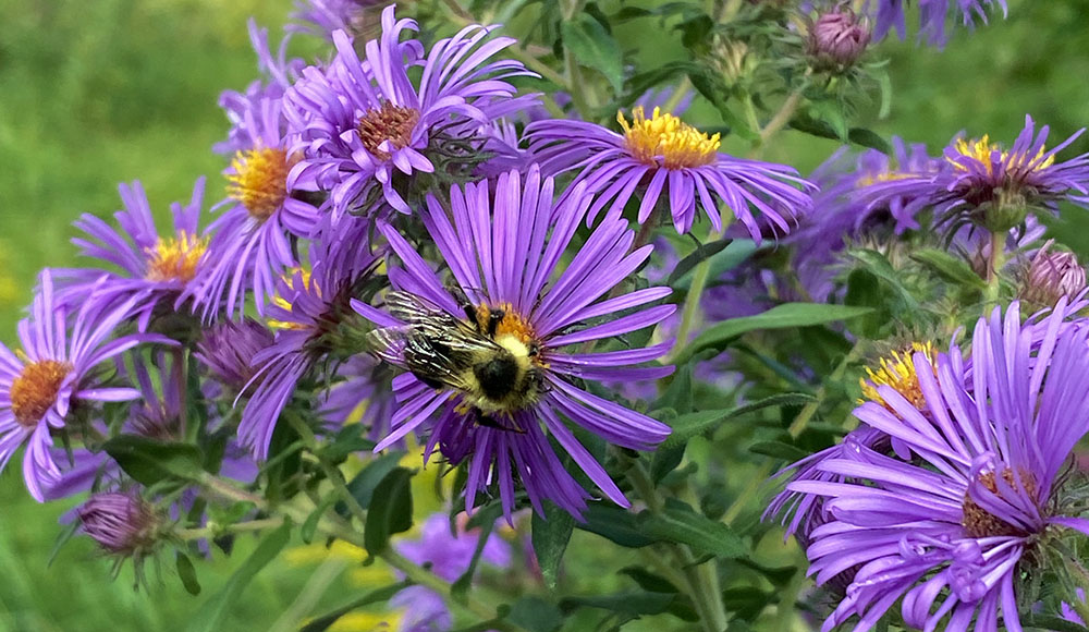 purple asters and bumblebee in Turtle Park