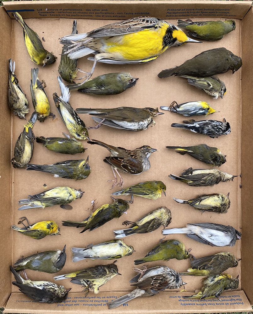 A sample of the birds collected in one month on the Innovation Campus.