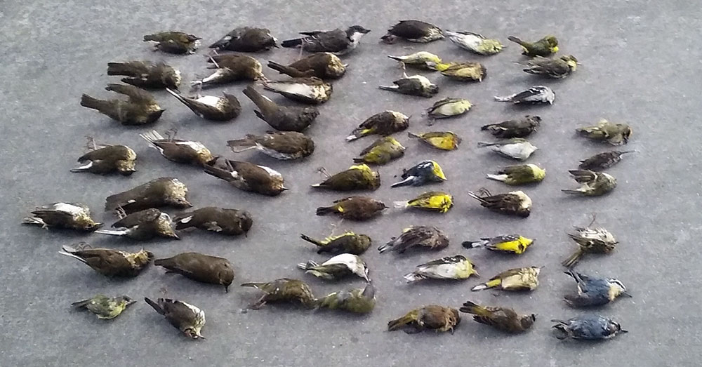 Fifty-eight Dead Birds.