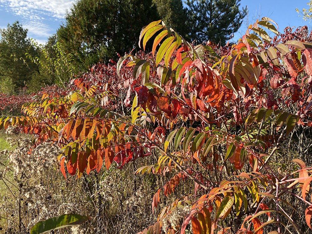 An exuberant patch of sumacs!