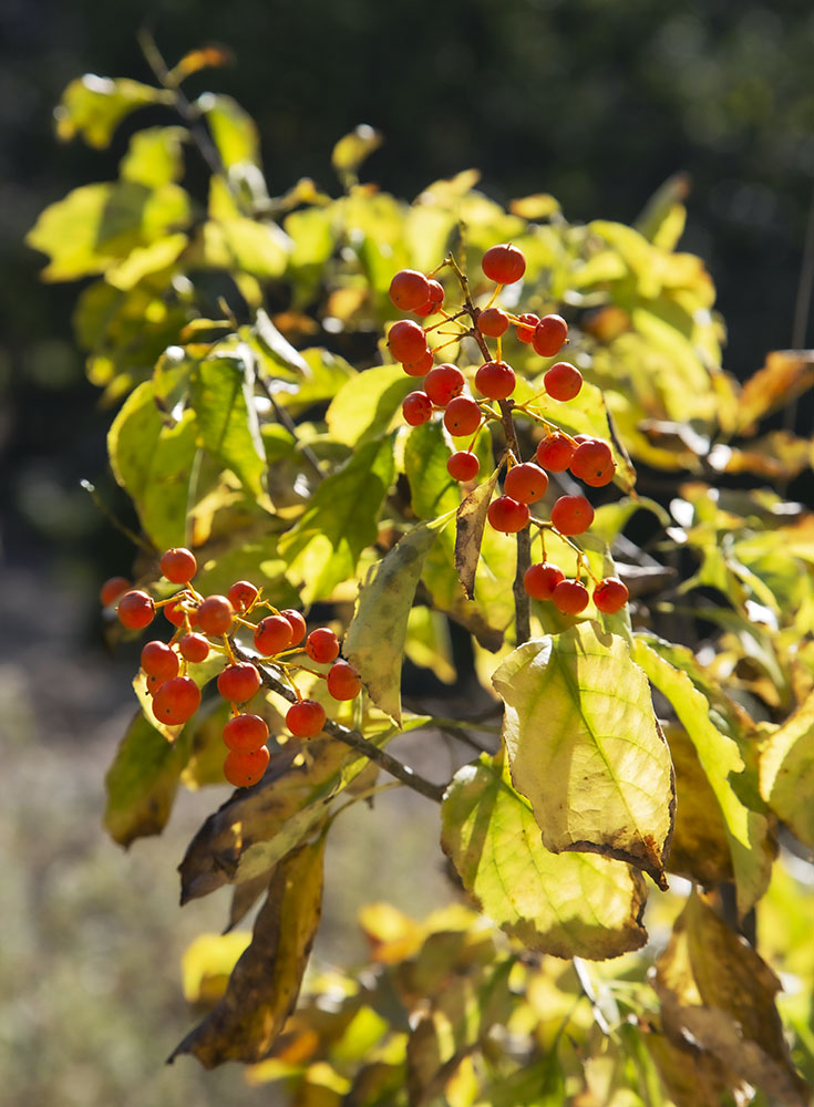 Backlit berries!