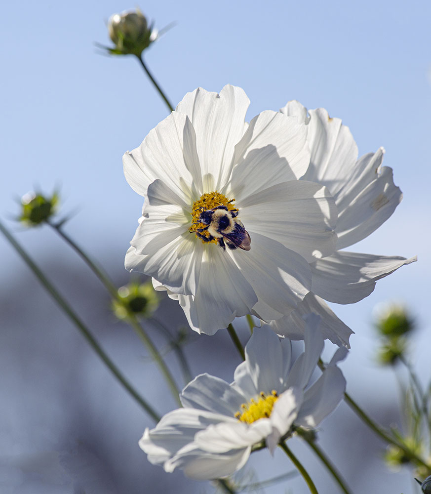 A bee on a flower in the Children's Garden.