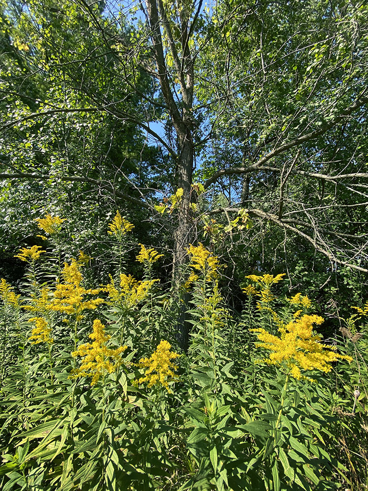 A patch of Canada goldenrod along the impen