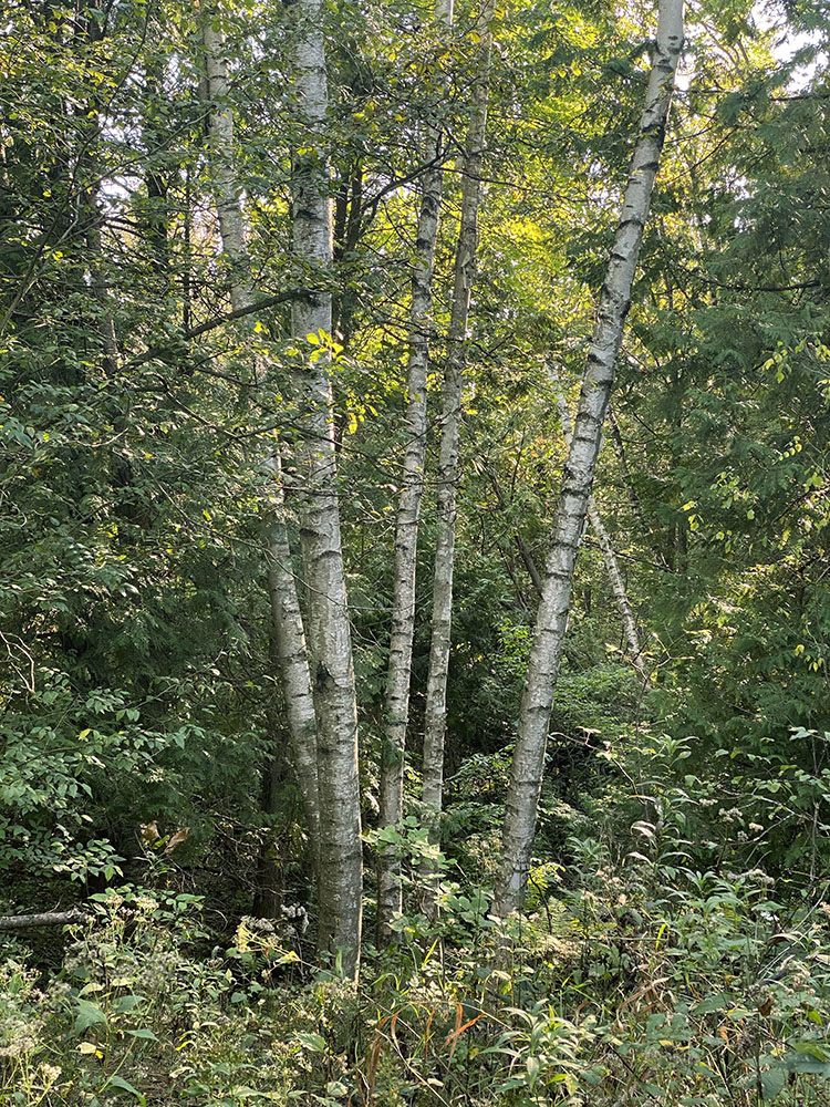 Stand of birches.