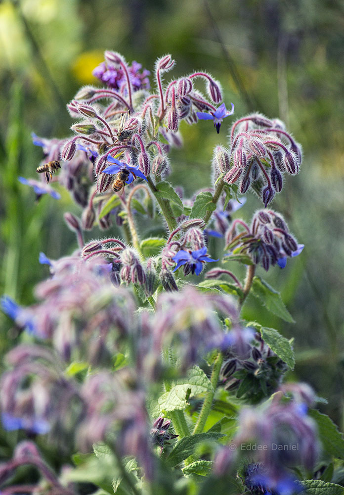 Borage and bees.