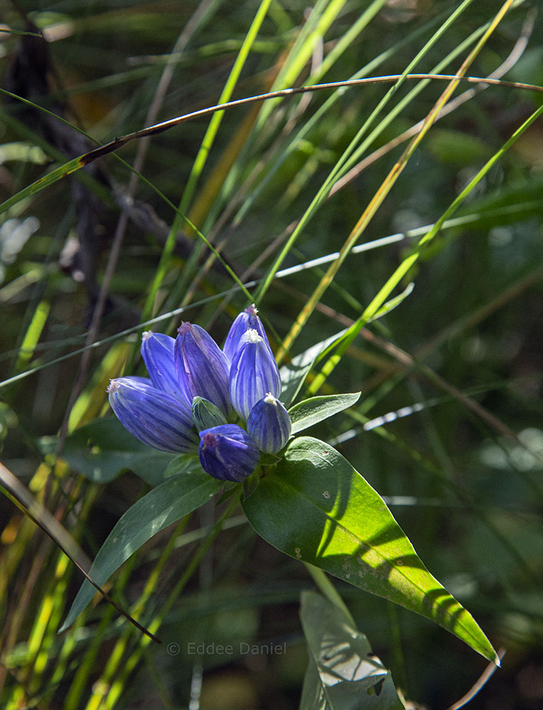 Blue bottle gentian blossoms.