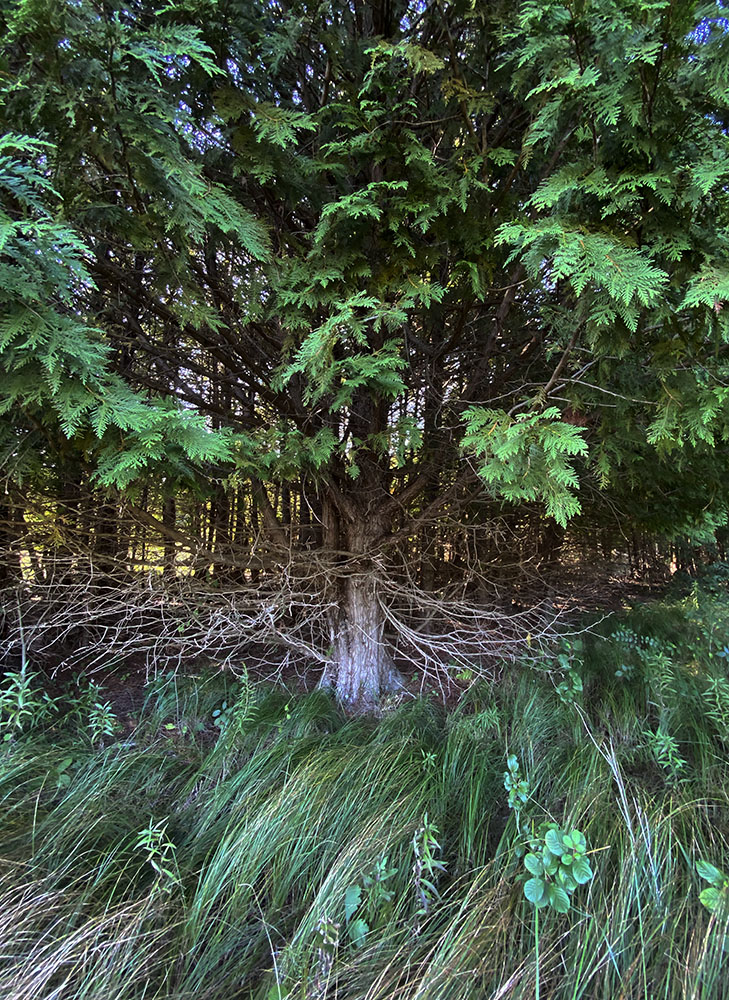 A cedar explosion!