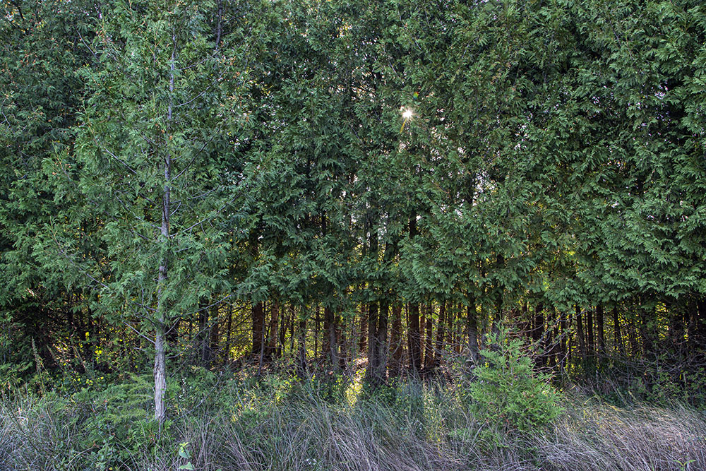 A "wall" of cedars backlit by the setting sun.