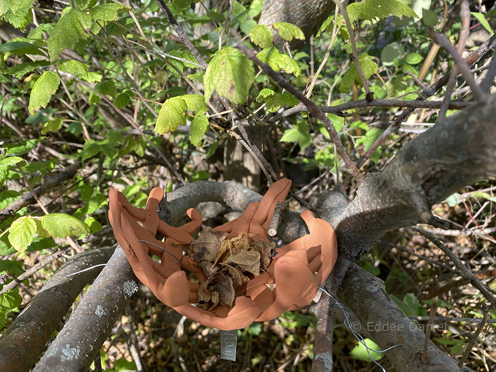 Terra cotta nest in situ at Forest Beach. 