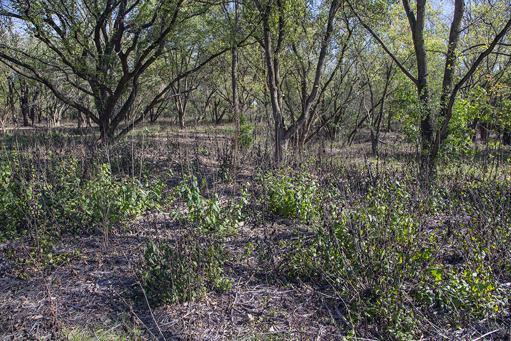 A section of woodland where invasive buckthorn is being cleared.