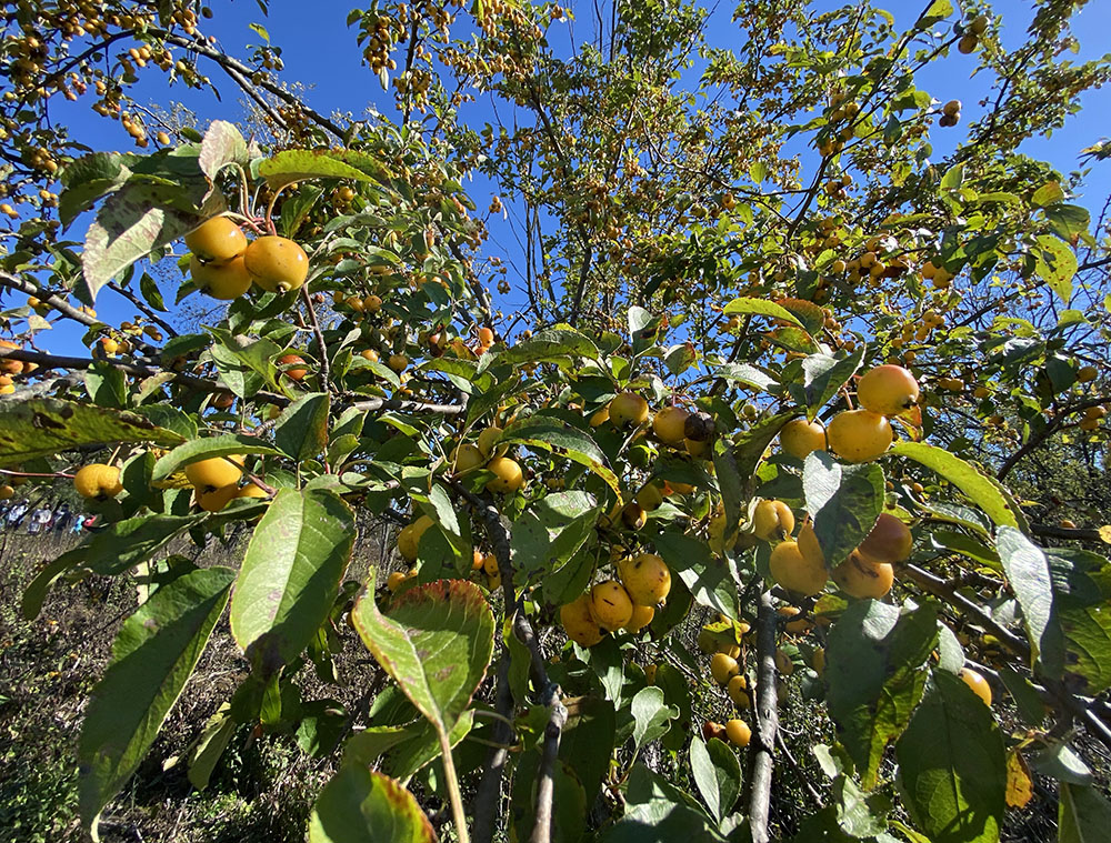 A crab apple explosion!