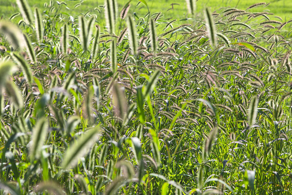 A dance of grasses in the field.