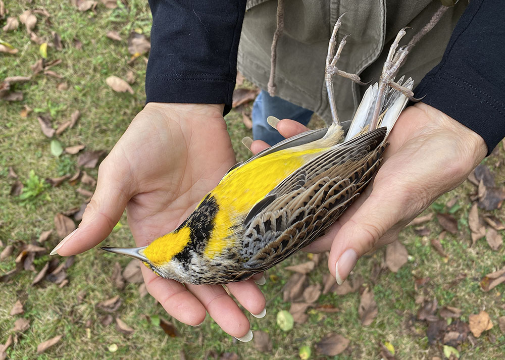 Eastern Meadowlark.