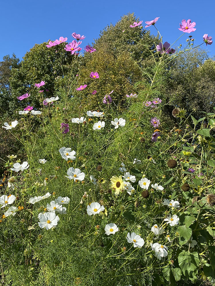 Education garden