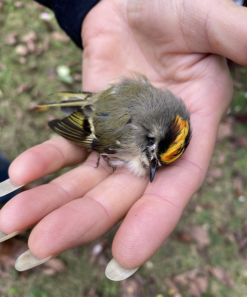 Golden-crowned Kinglet.