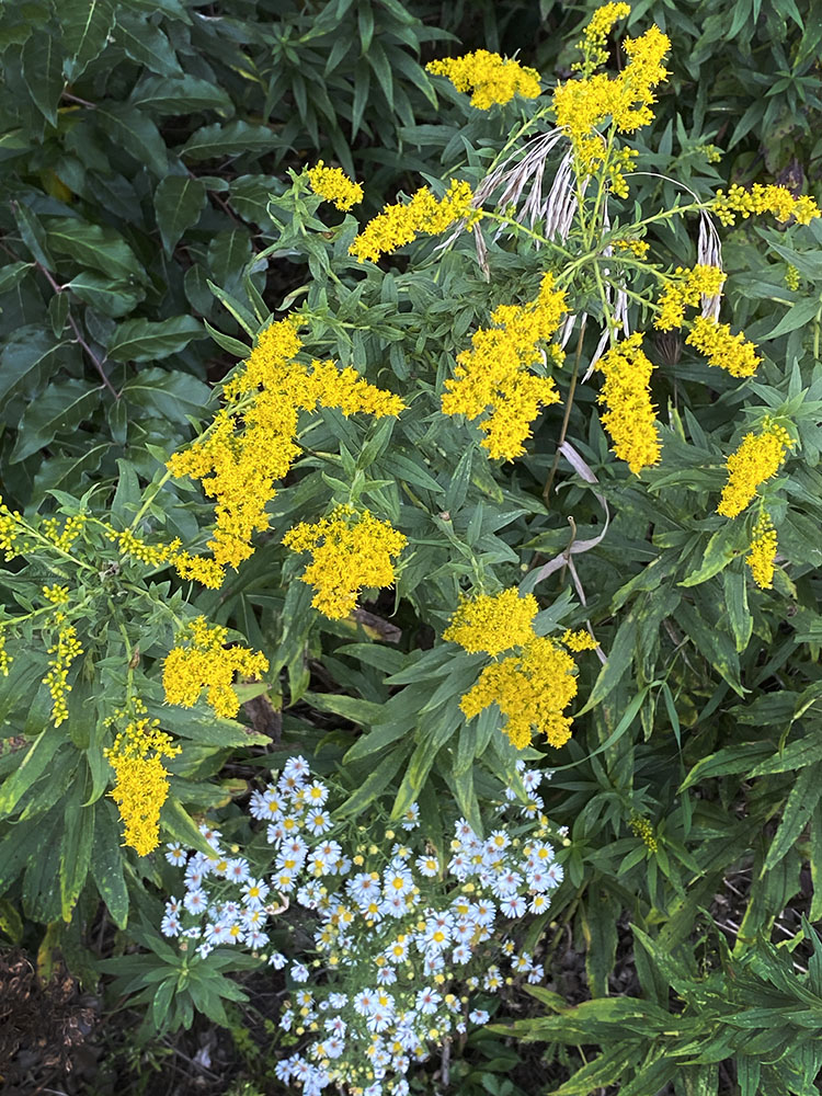 Goldenrod and white asters