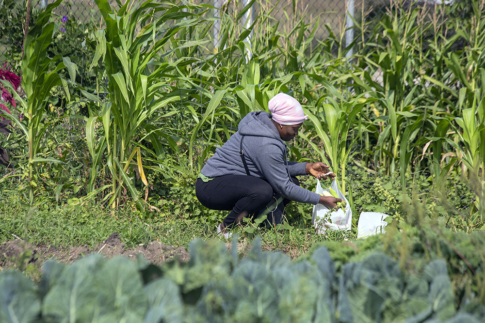 An urban farmer harvesting corn.