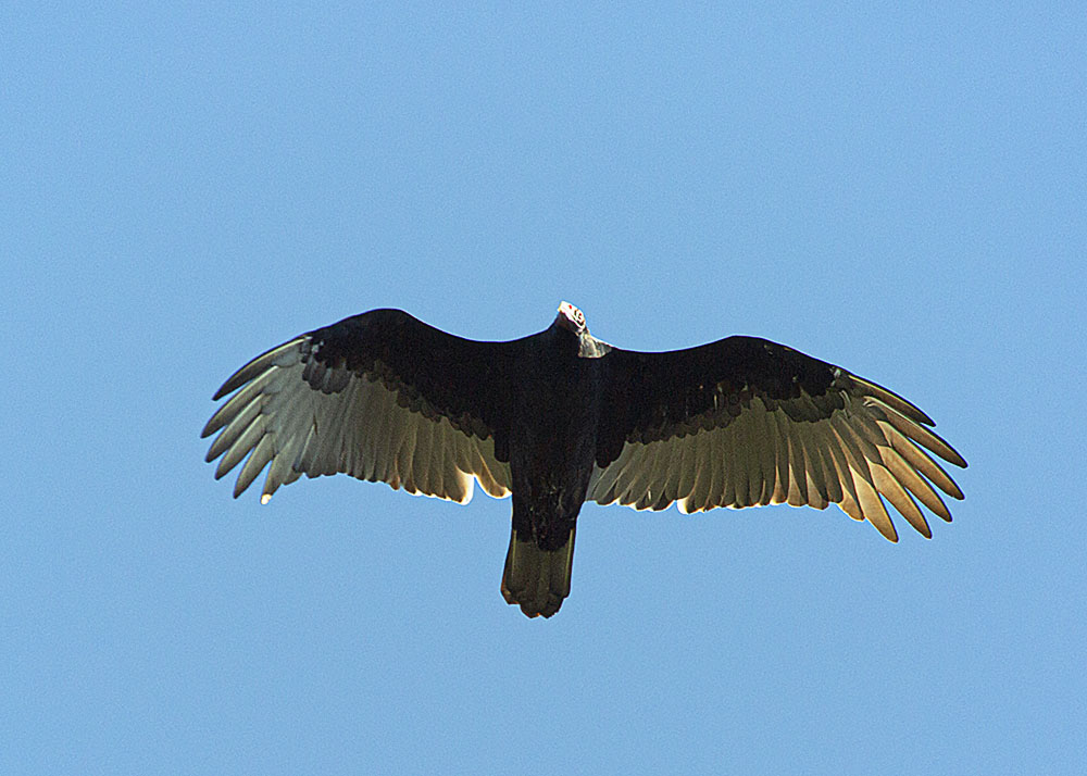 A hawk soars overhead.