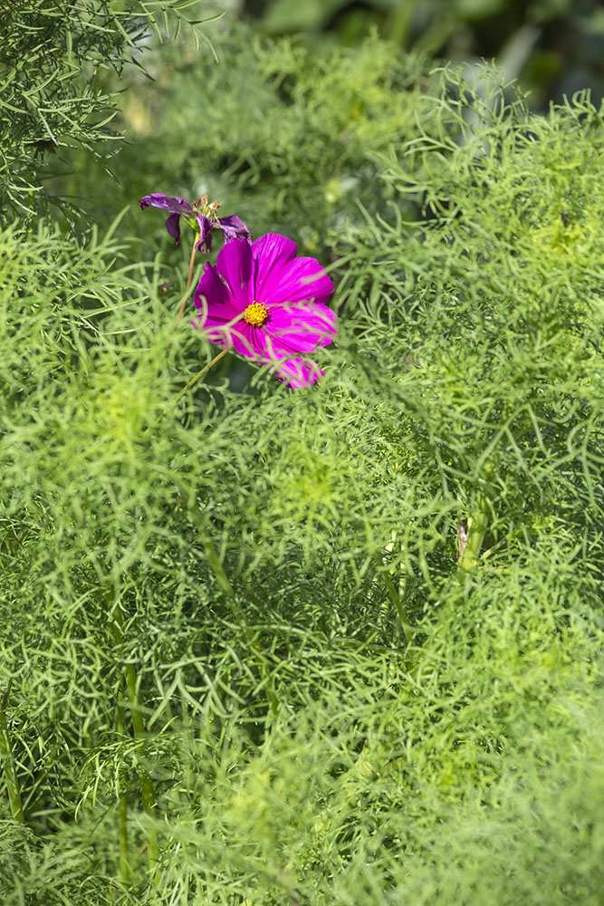 Hot pink, cool green!