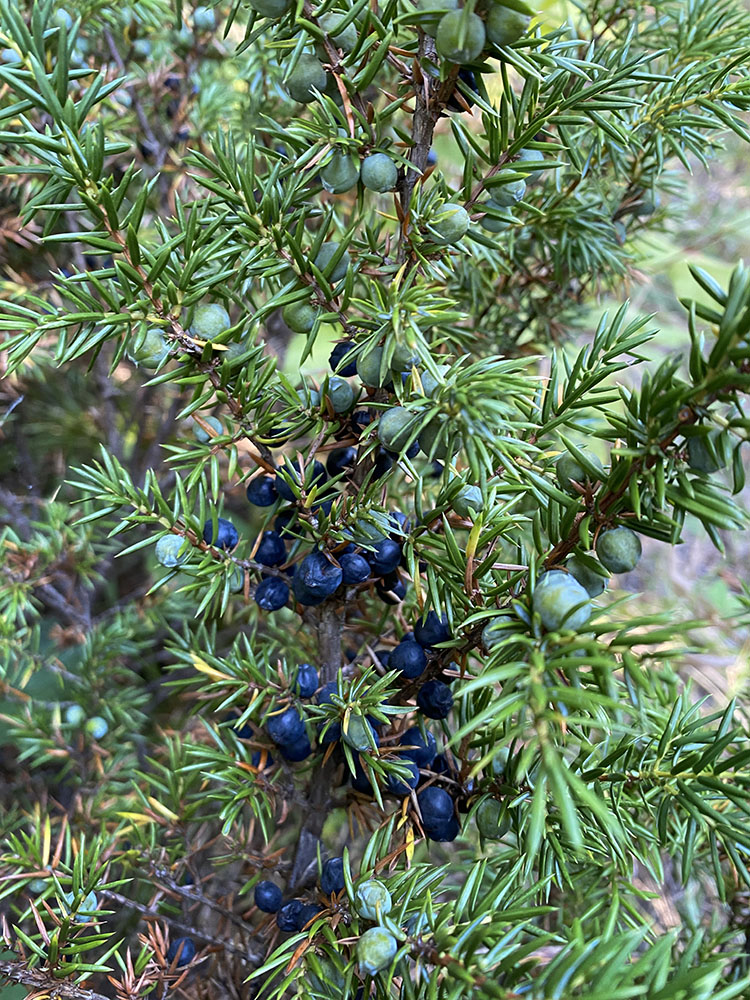 Juniper berries.