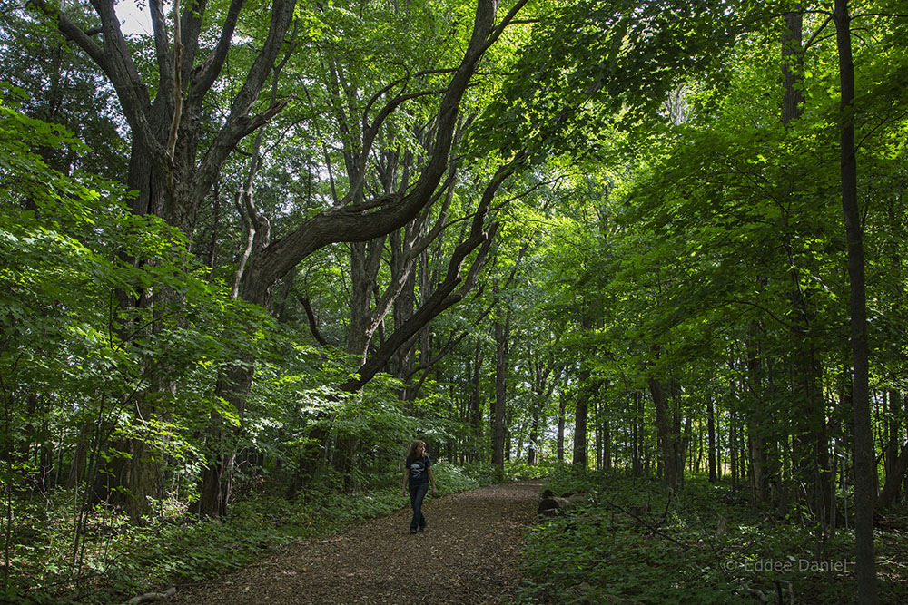 Walking through a woodland at the preserve. 