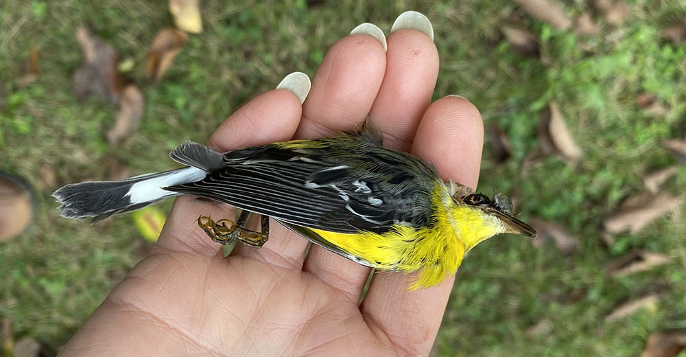 Magnolia Warbler.