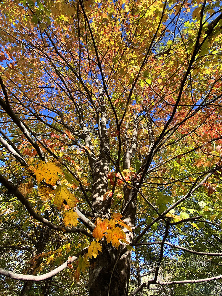 Autumn maple.