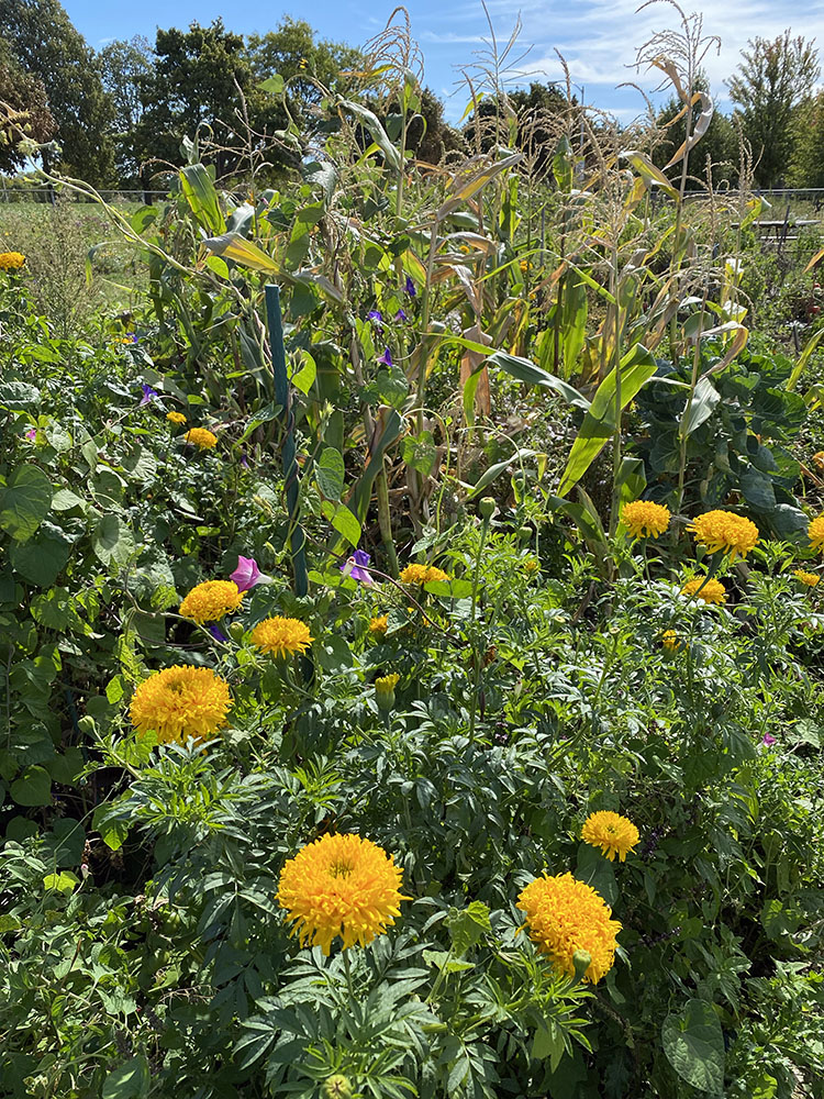 Cornstalks and marigolds.