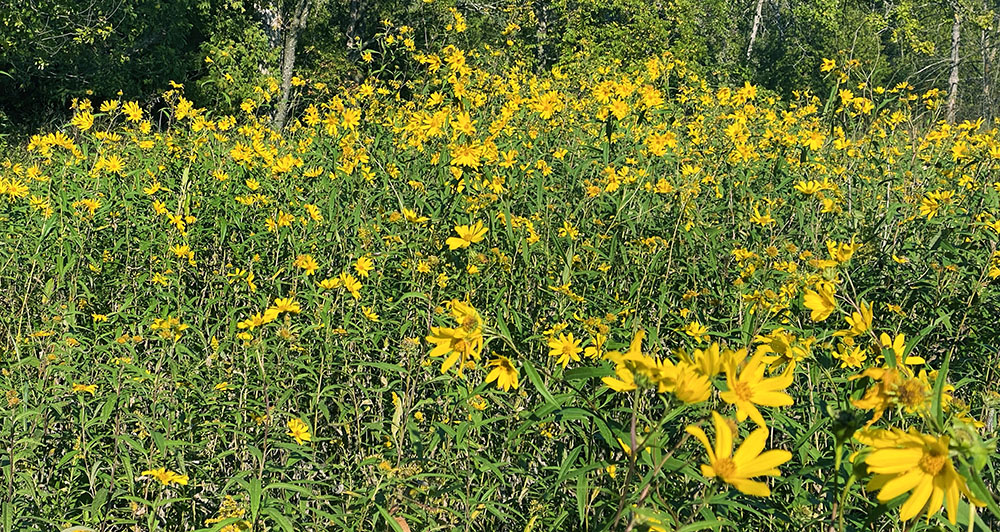 Golden wildflowers dancing