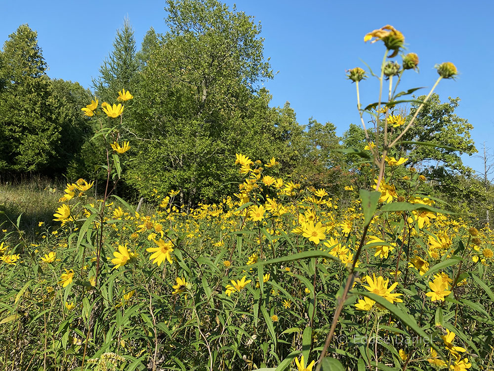 Prairie wildflowers.