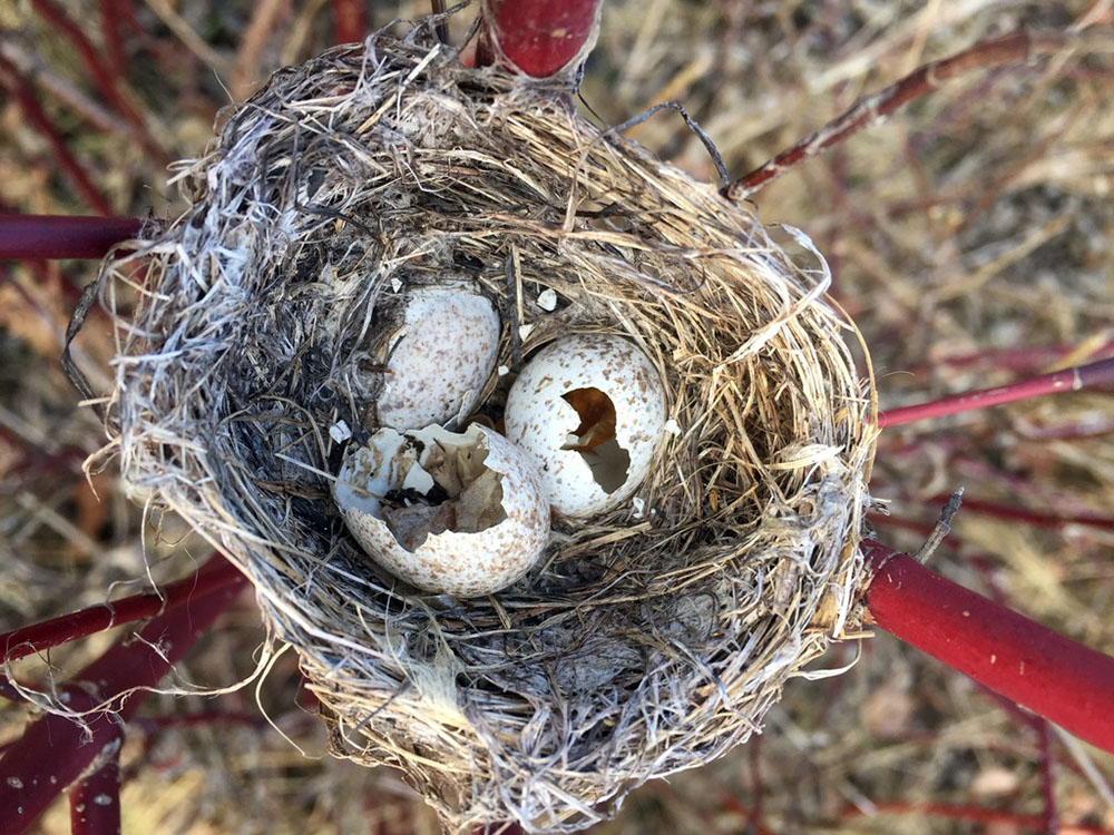 Natural Nest. This was the inspiration for the terra cotta nest fo