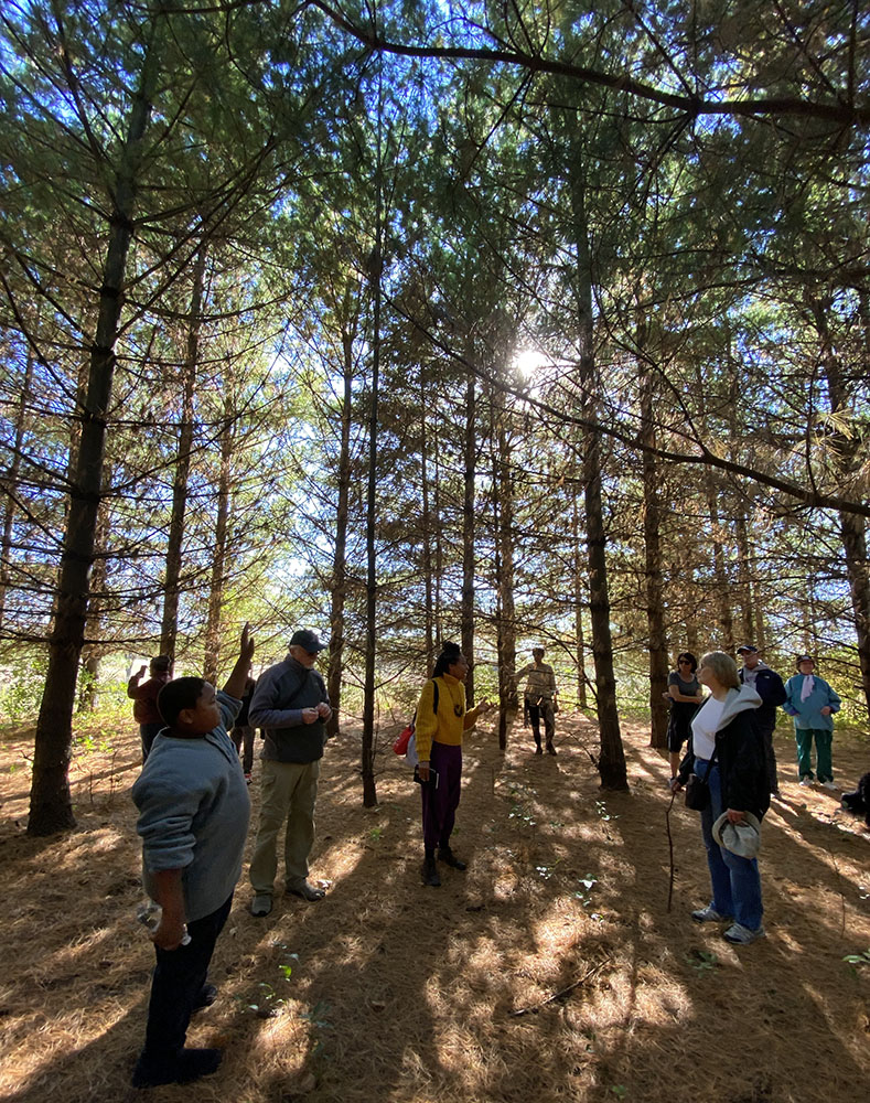 In the pine plantation.