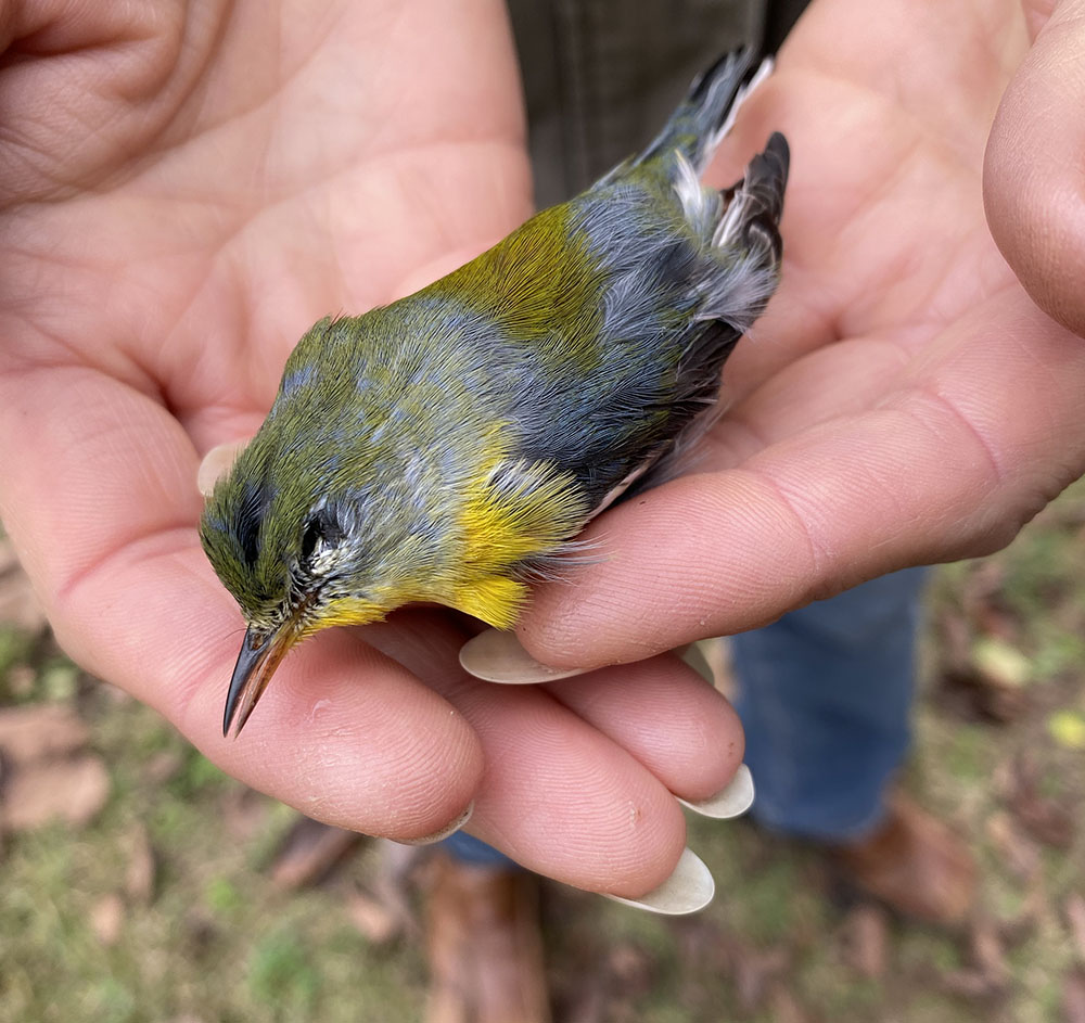 Northern Parula.